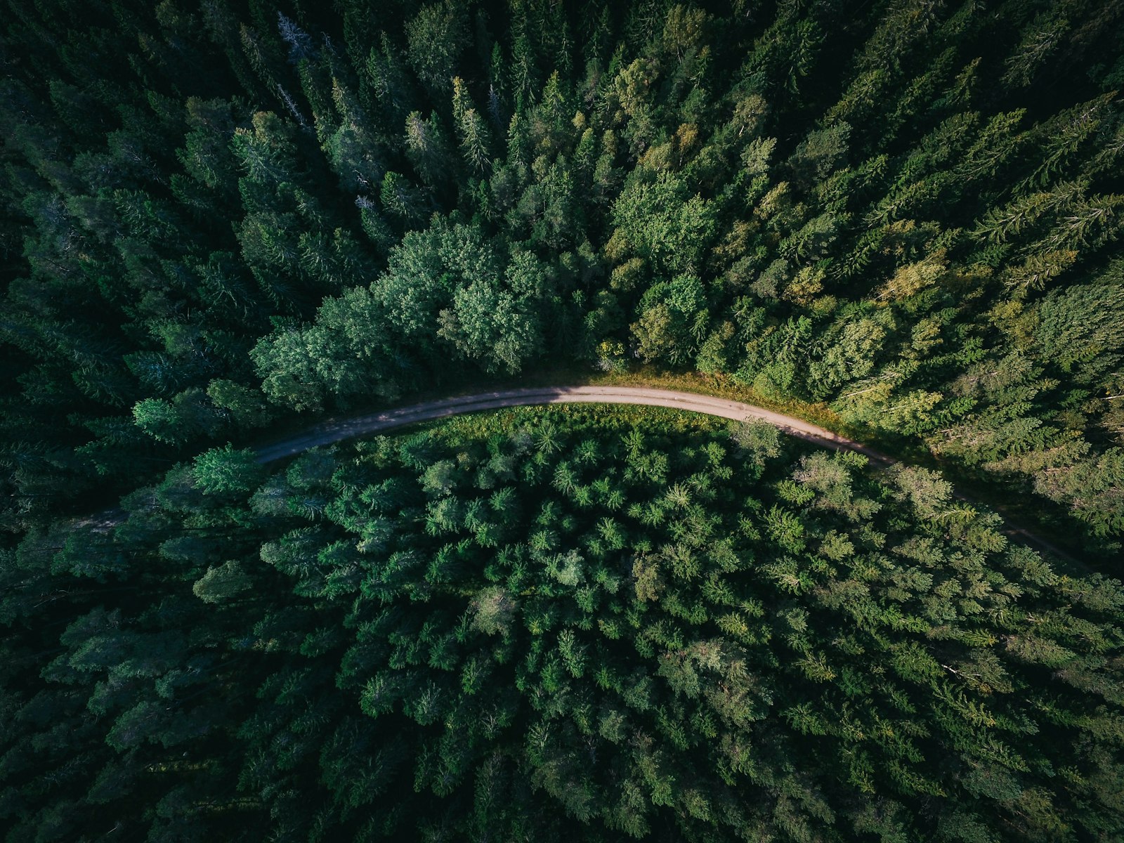 Zonlicht tussen de bomen in het bos